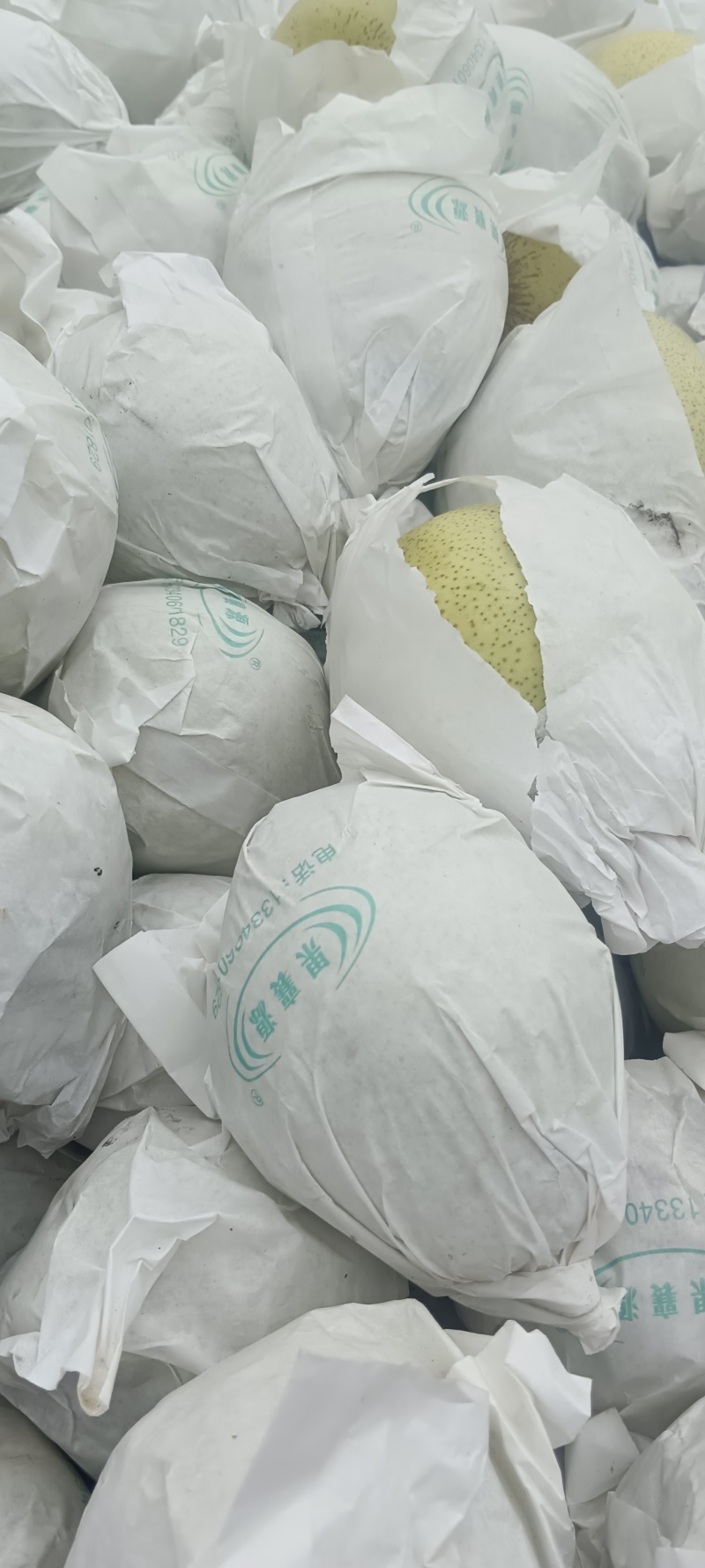 四川汉源县雪花梨，大上市，鲜味好，有几千万斤，需要的联