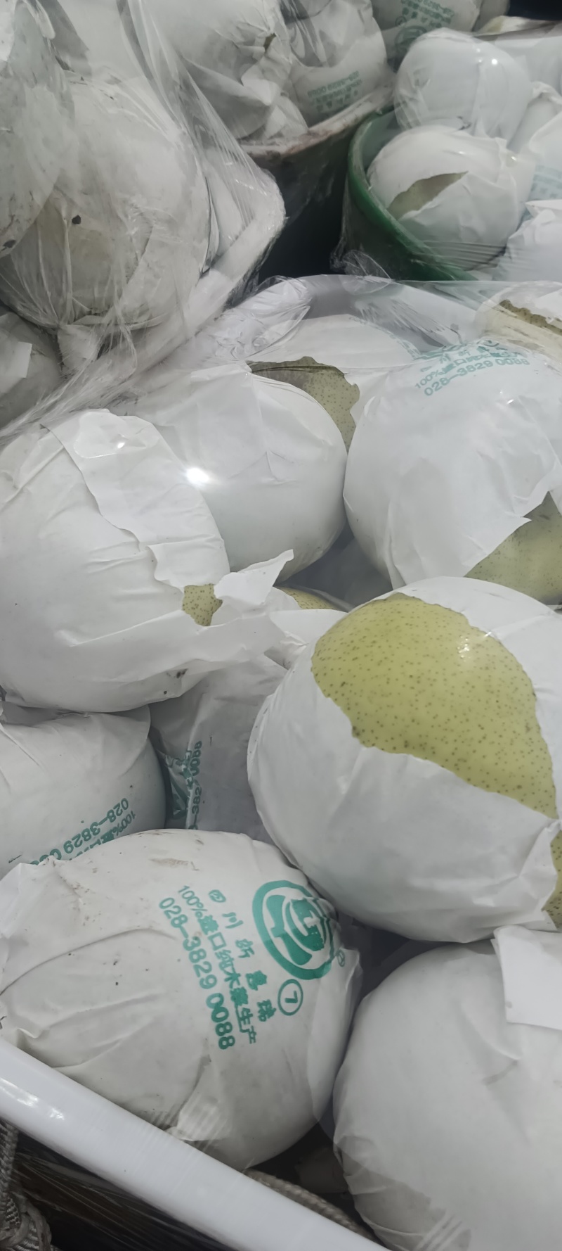 四川汉源县雪花梨，大上市，鲜味好，有几千万斤，需要的联