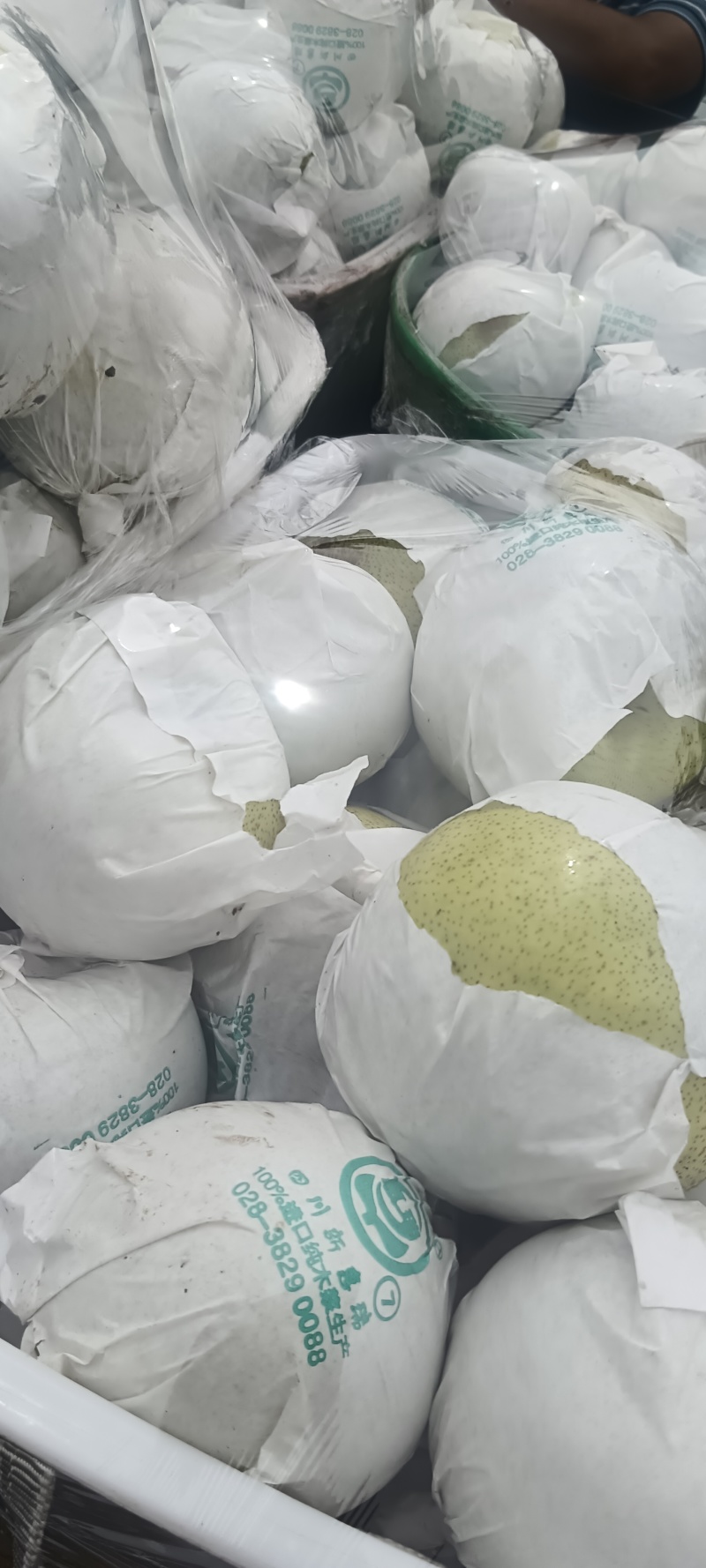 四川汉源县雪花梨，大上市，鲜味好，有几千万斤，需要的联