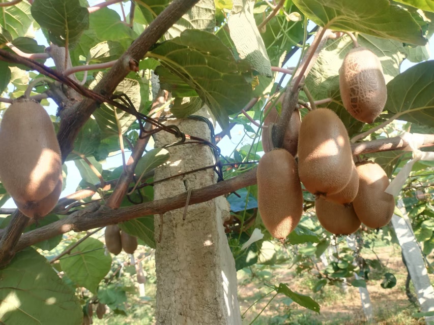 金果猕猴桃礼盒与深加工产品展示图