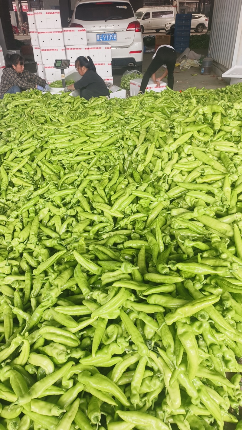 各种椒