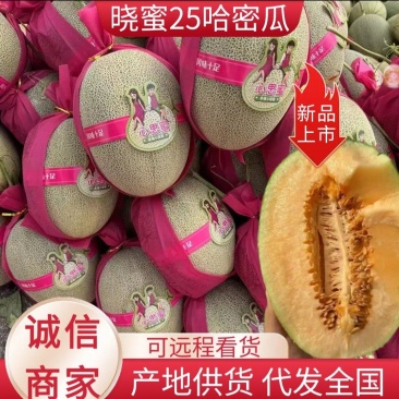 新疆晓蜜25哈密瓜大量现货供应，规格齐全，对接全国客商