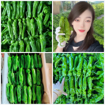 山东辣椒薄皮椒苏椒螺丝椒线椒301尖椒量大从优