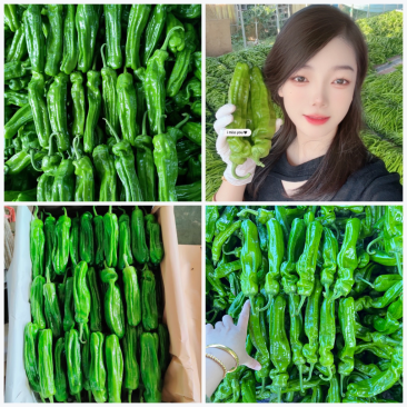山东辣椒薄皮椒苏椒螺丝椒线椒301尖椒量大从优