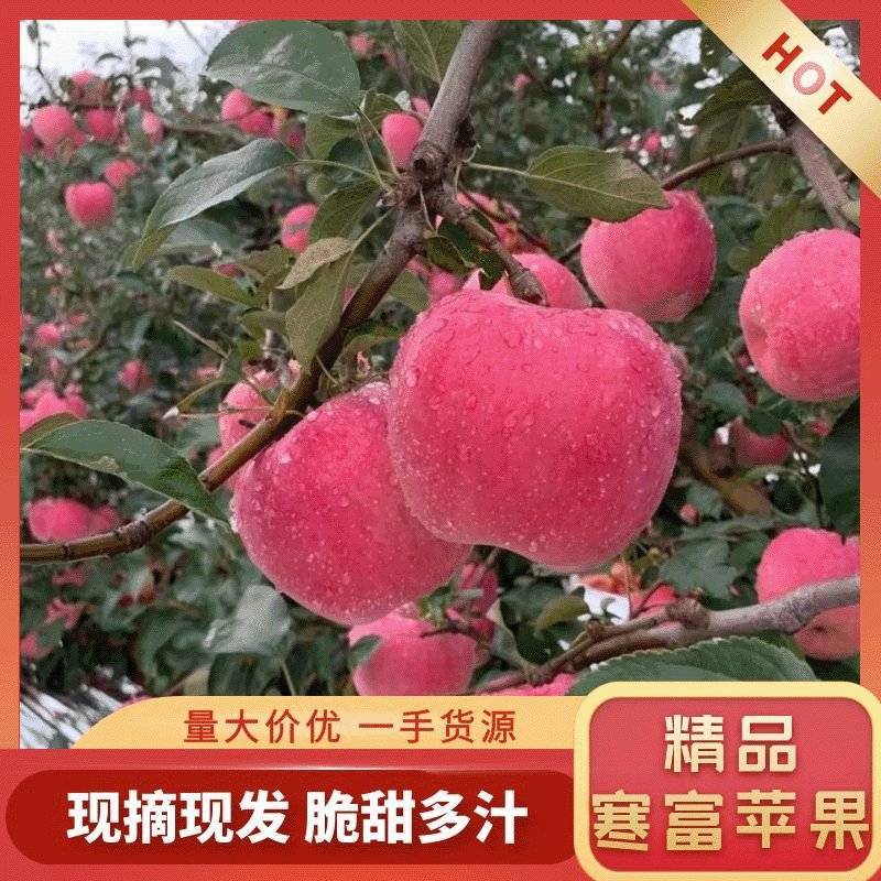 寒富苹果大量上市，口感脆甜，颜色好，品质好欢迎来电咨询