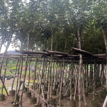 多花黄花风铃木各种规格移植袋苗，市政货