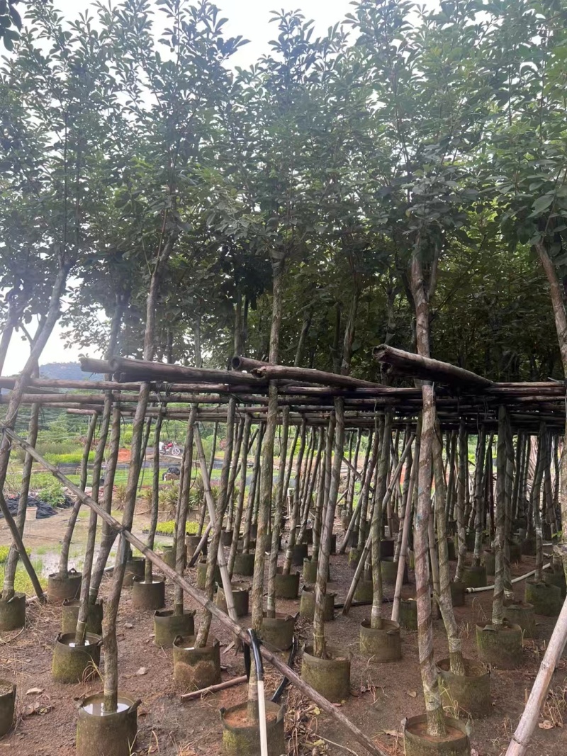 多花黄花风铃木各种规格移植袋苗，市政货