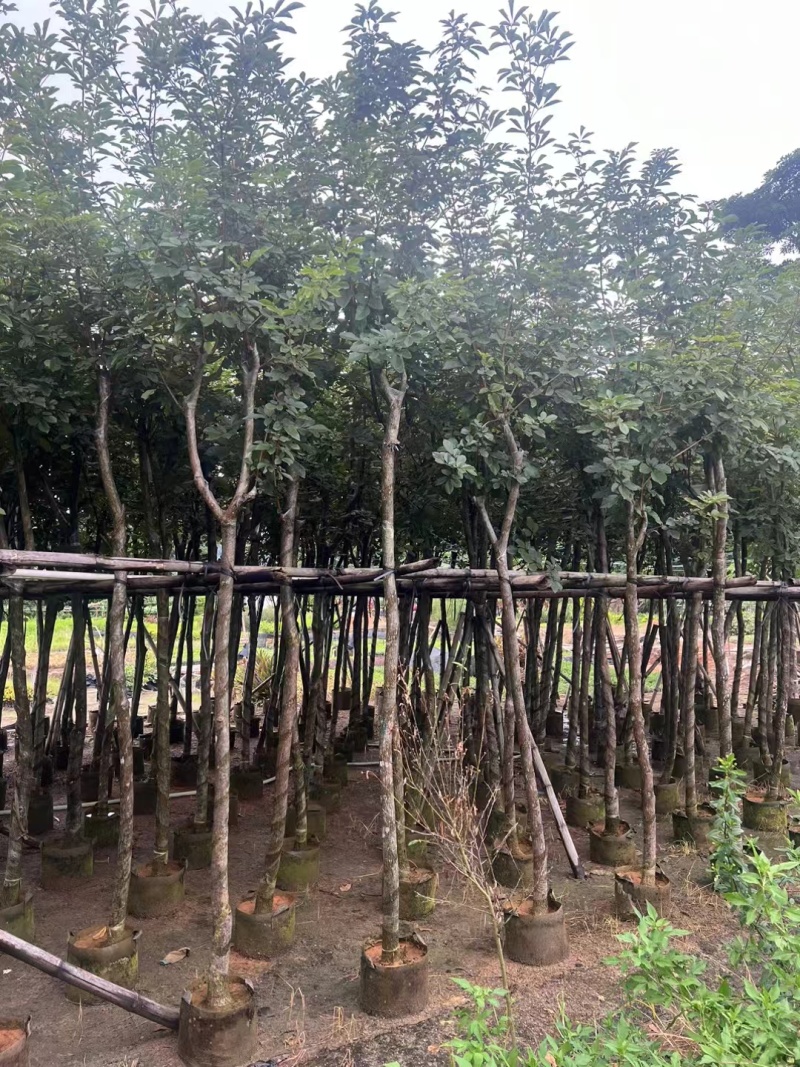 多花黄花风铃木各种规格移植袋苗，市政货