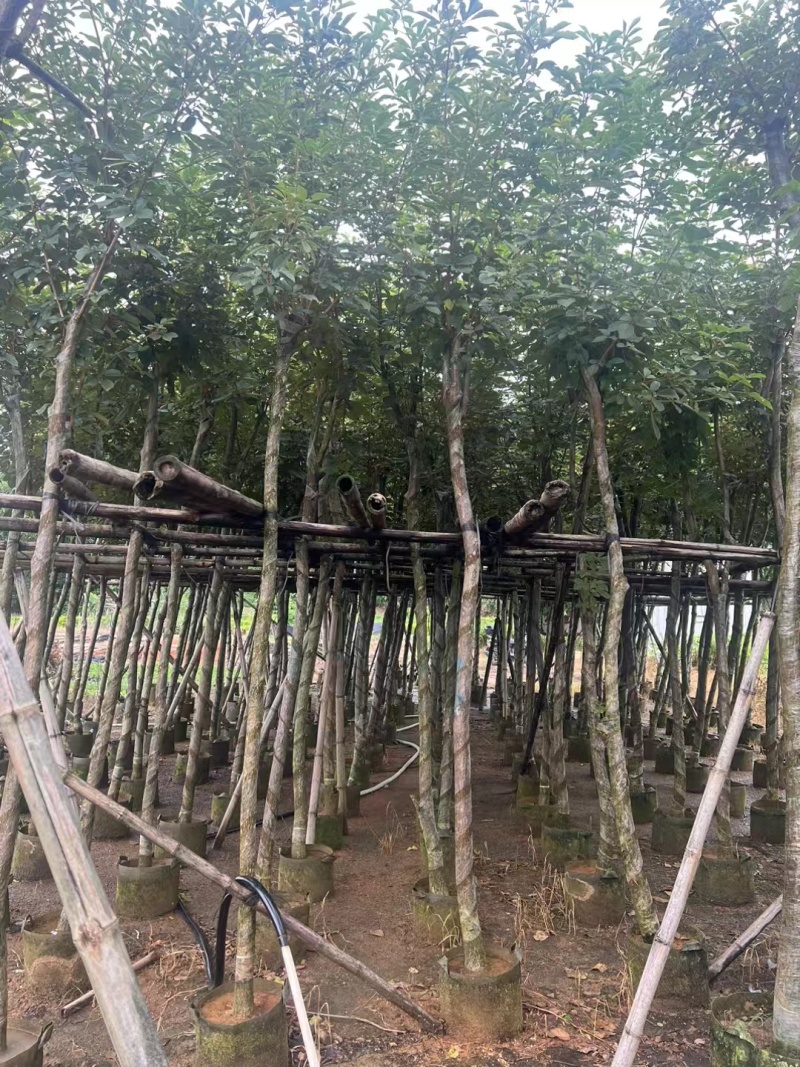 多花黄花风铃木各种规格移植袋苗，市政货