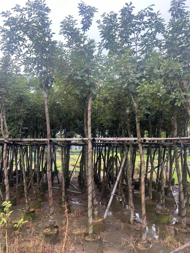 多花黄花风铃木各种规格移植袋苗，市政货