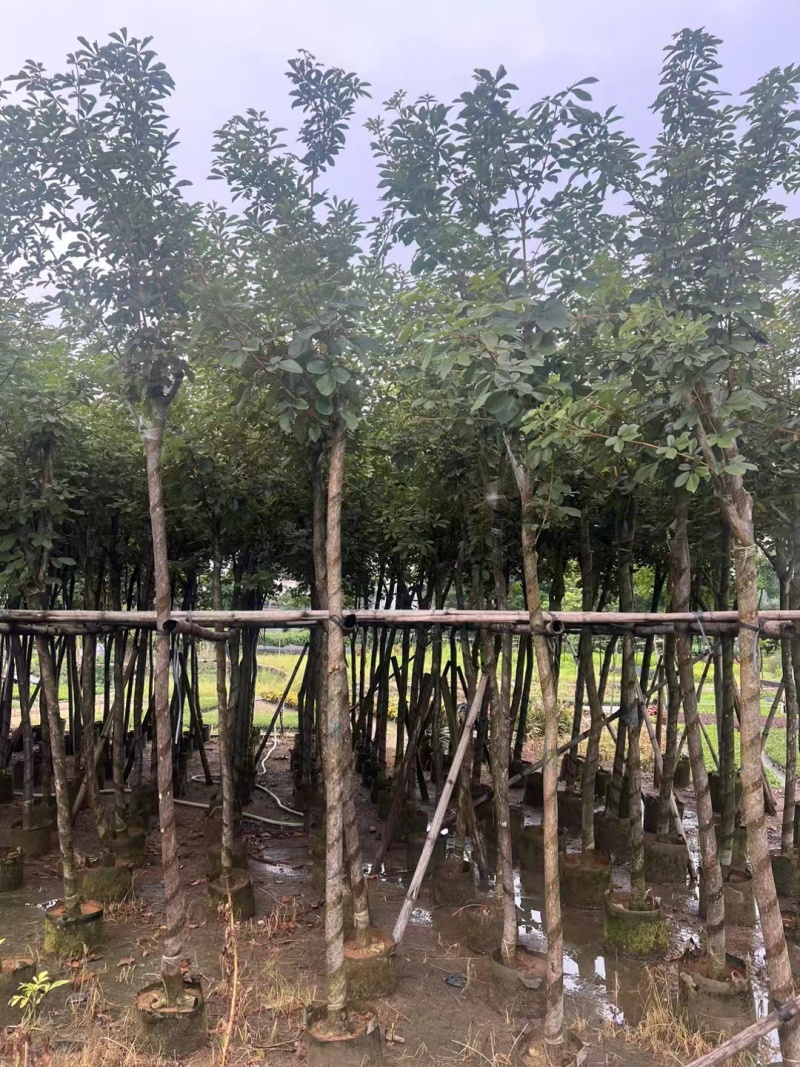多花黄花风铃木各种规格移植袋苗，市政货