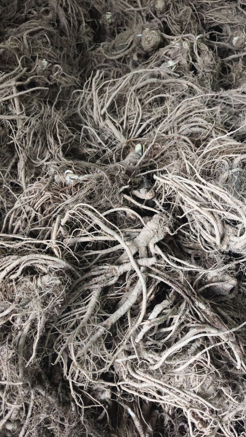 当归大量供应自产自销规格齐全品质保证