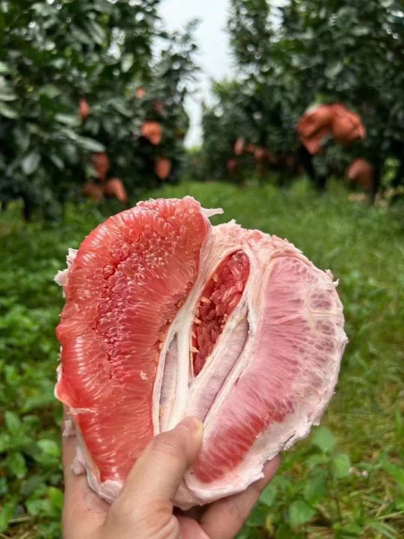 《精选》蜜柚，红心柚，电商平台，商超，市场大量供应