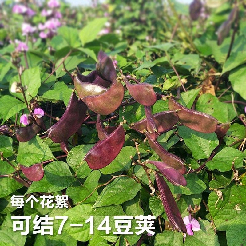 彩虹早熟扁豆种子高产四季紫豆角种子红眉豆蔬菜梅豆孑架豆