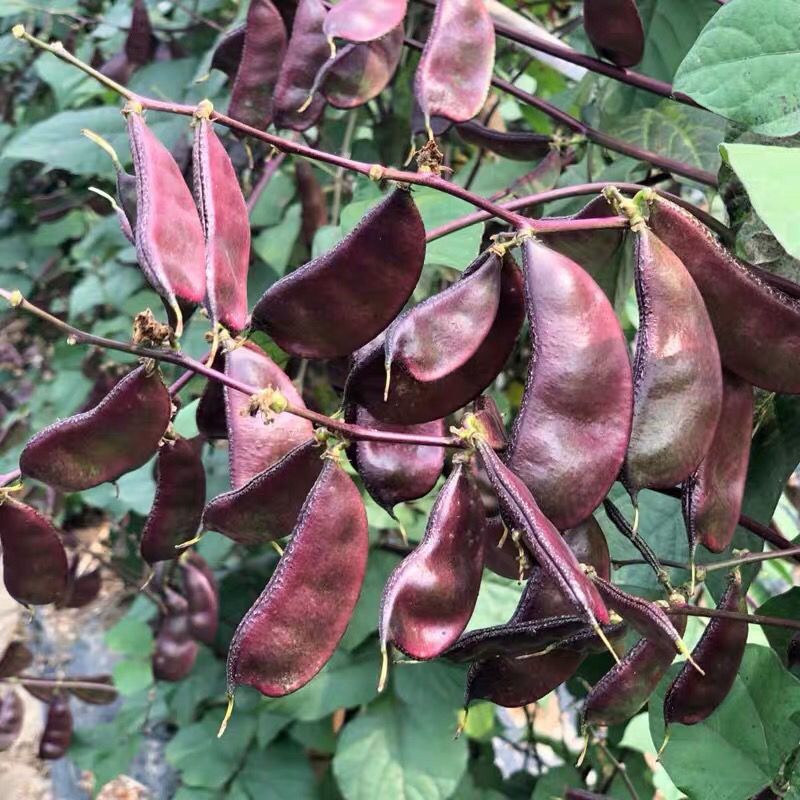 彩虹早熟扁豆种子高产四季紫豆角种子红眉豆蔬菜梅豆孑架豆