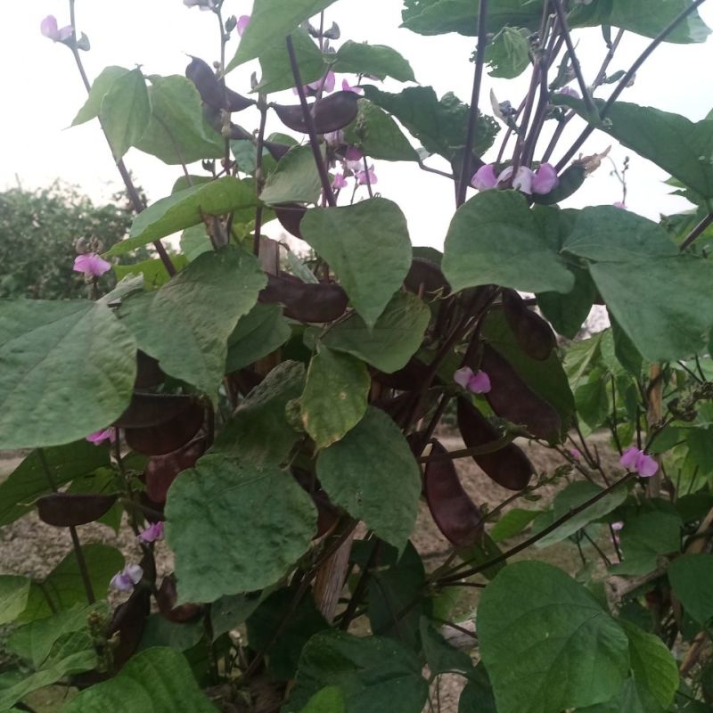 彩虹早熟扁豆种子高产四季紫豆角种子红眉豆蔬菜梅豆孑架豆