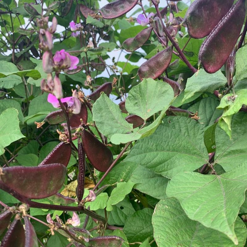 彩虹早熟扁豆种子高产四季紫豆角种子红眉豆蔬菜梅豆孑架豆