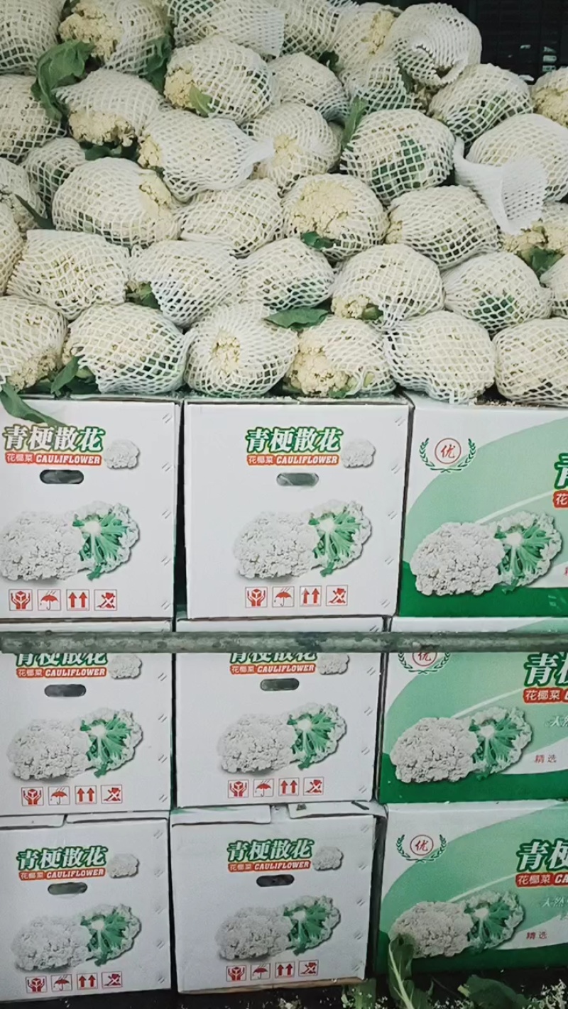 福建漳州优质白面青梗松花菜散花花椰菜一手货源