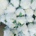 福建漳州优质白面青梗松花菜散花花椰菜一手货源