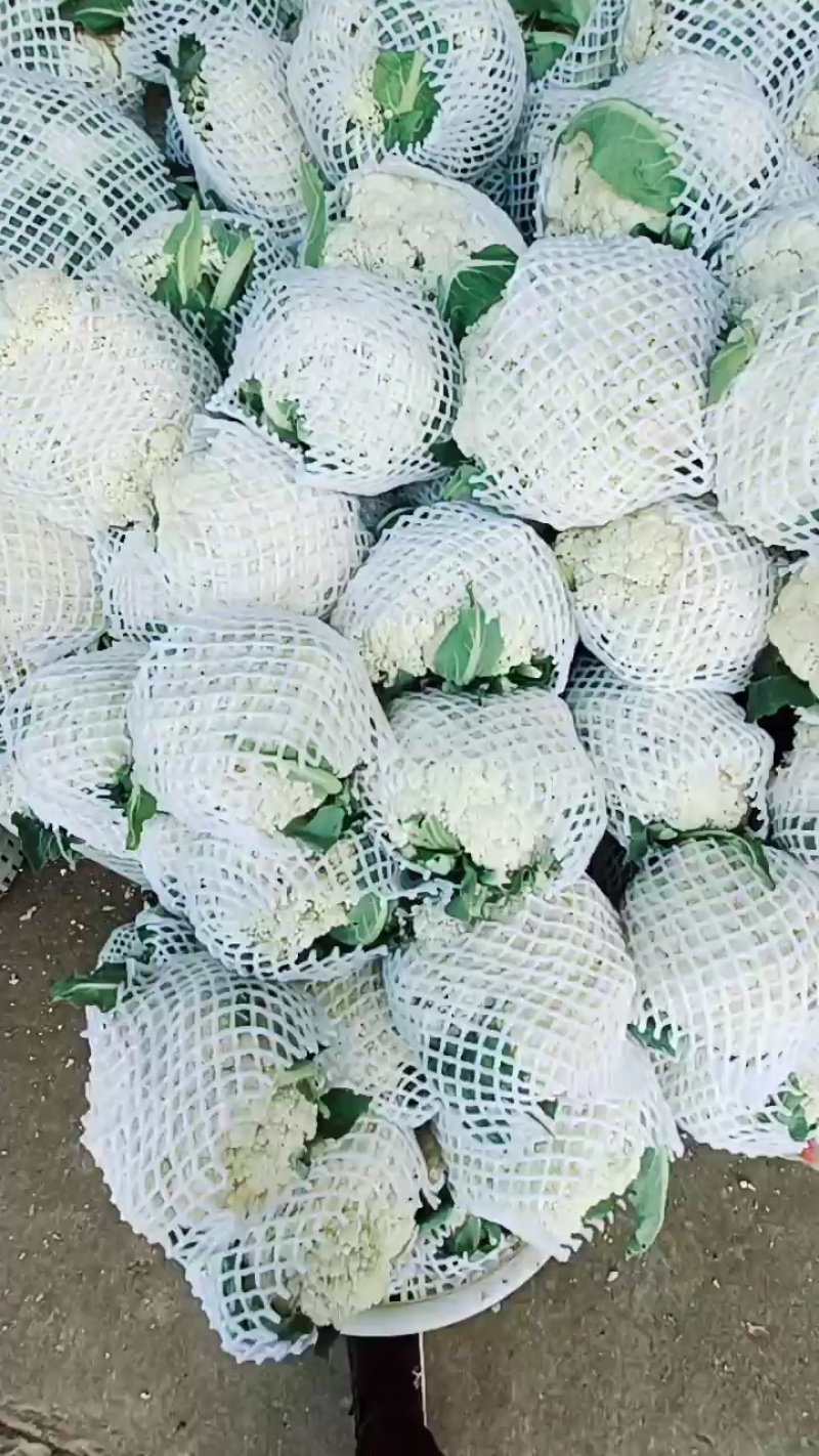 福建漳州优质白面青梗松花菜散花花椰菜一手货源