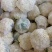 福建漳州优质白面青梗松花菜散花花椰菜一手货源