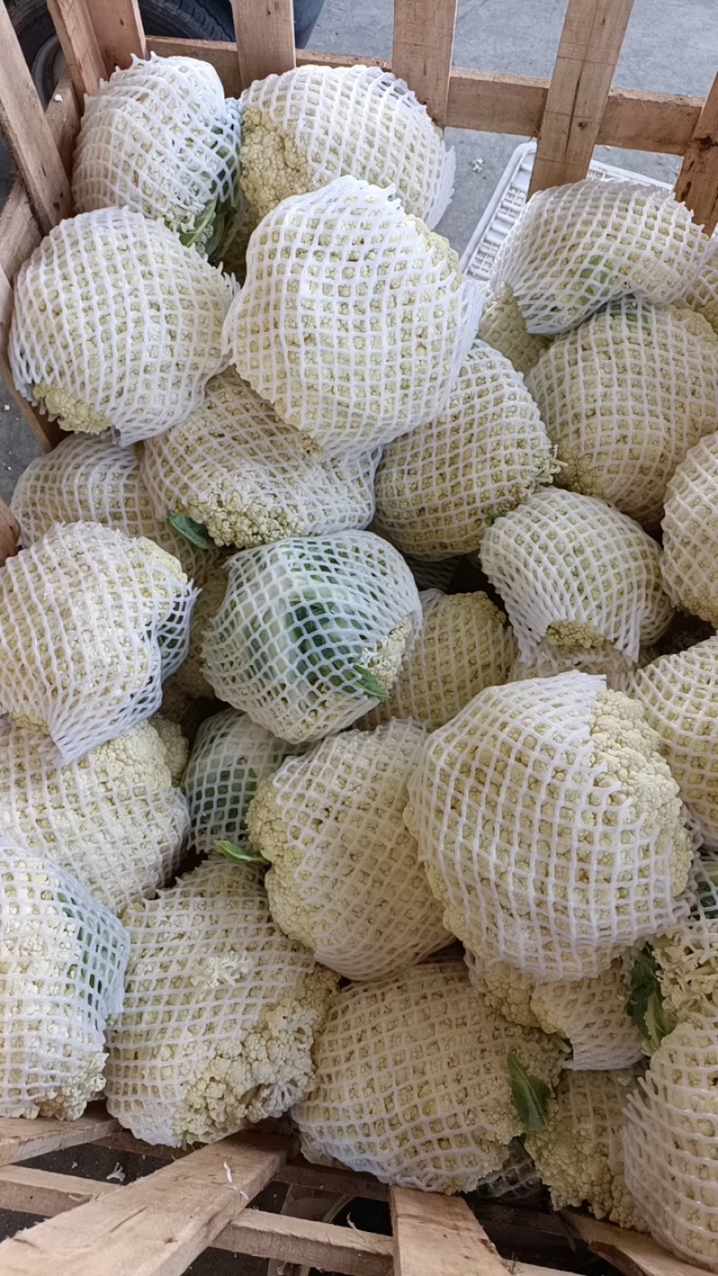 福建漳州优质白面青梗松花菜散花花椰菜一手货源