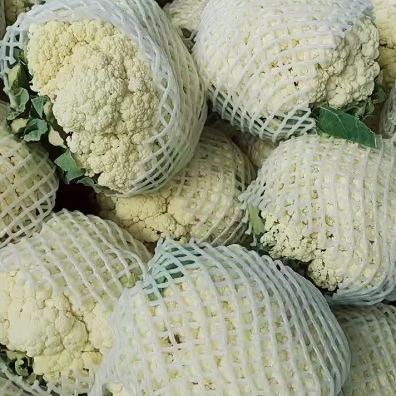 福建漳州优质白面青梗松花菜散花花椰菜一手货源