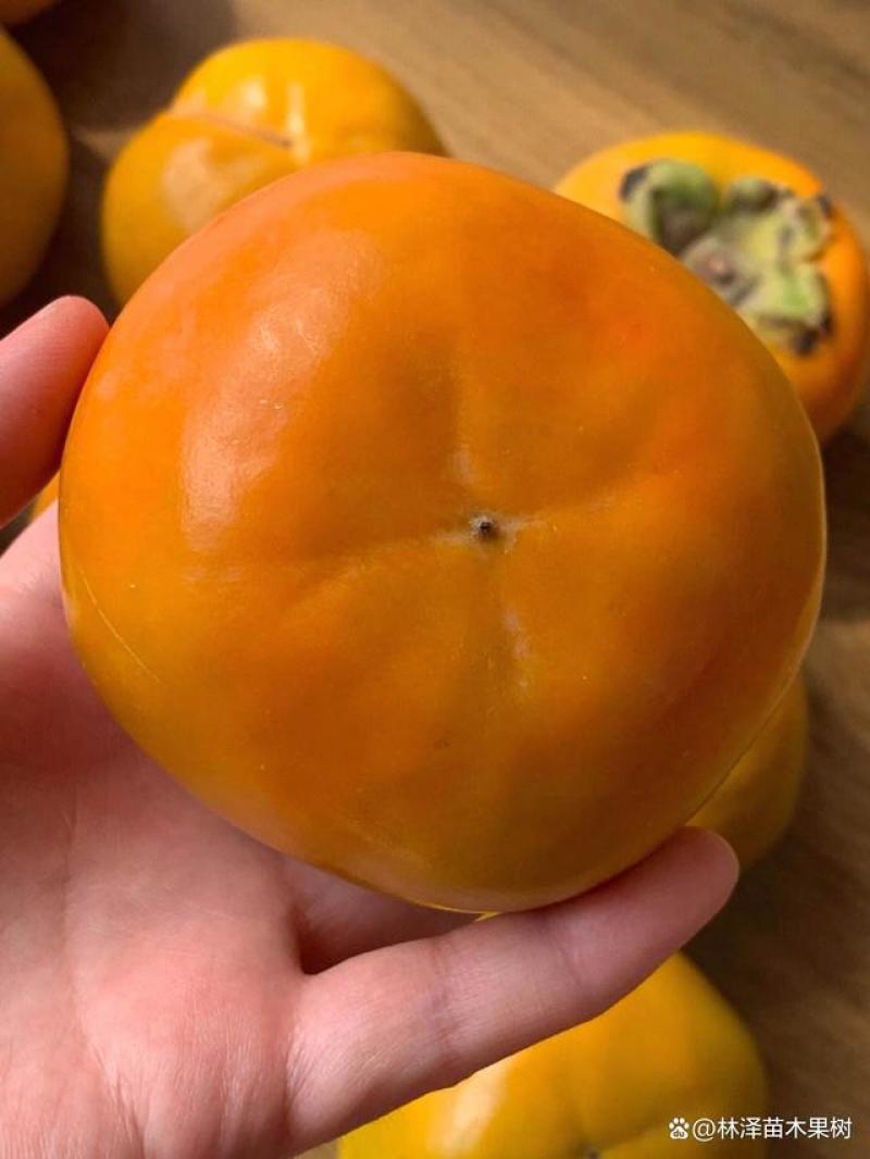 山西阳丰脆皮甜柿子（自家果园，产地直发）