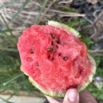 小糖丸西瓜糖度高最低13糖度保质包量产地发车提供包装