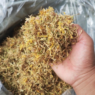 贵州野生金银花