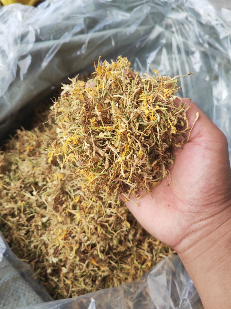 贵州野生金银花