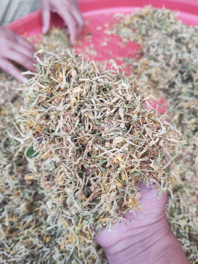 贵州野生金银花