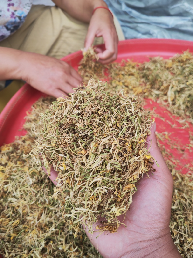 贵州野生金银花