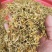 贵州野生金银花