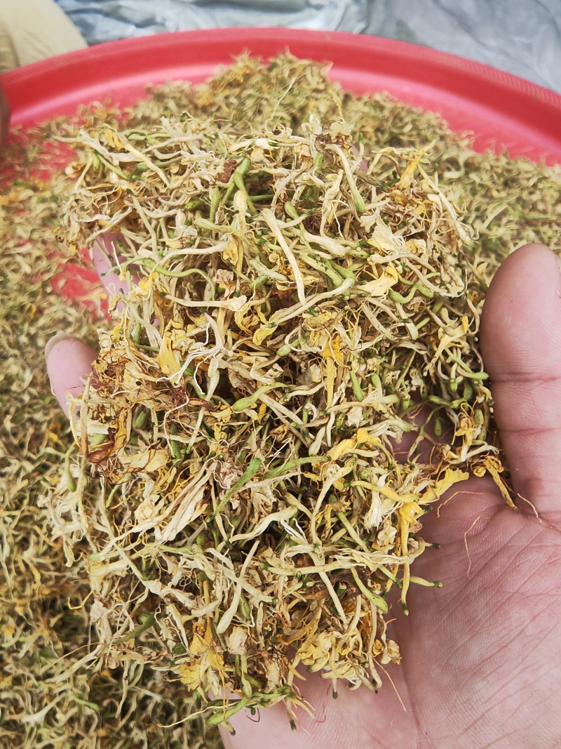 贵州野生金银花