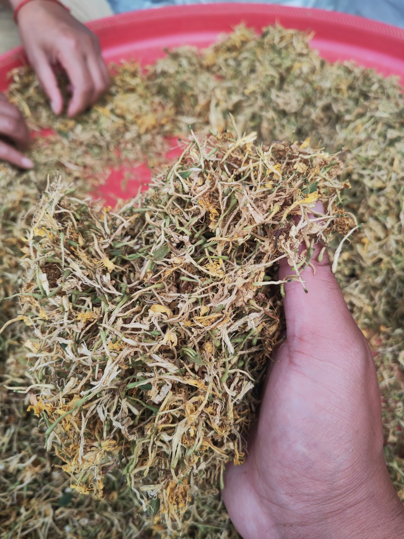贵州野生金银花