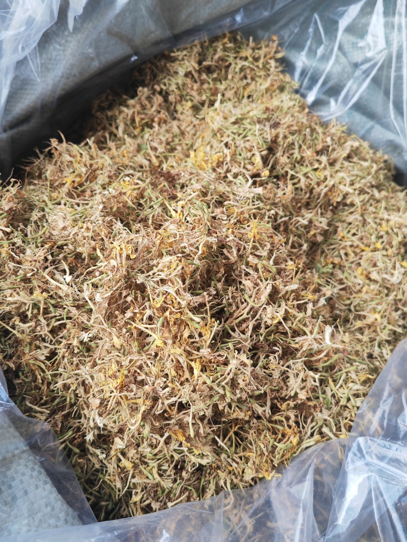 贵州野生金银花