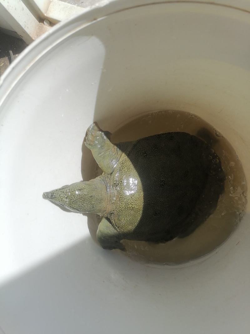 苍溪鳖，大量上市产地直发肉质鲜美价格实惠