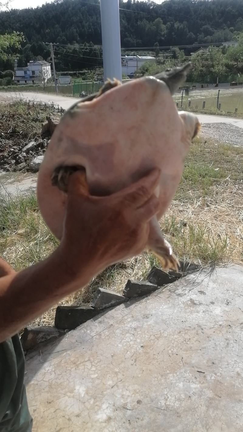 苍溪鳖，大量上市产地直发肉质鲜美价格实惠