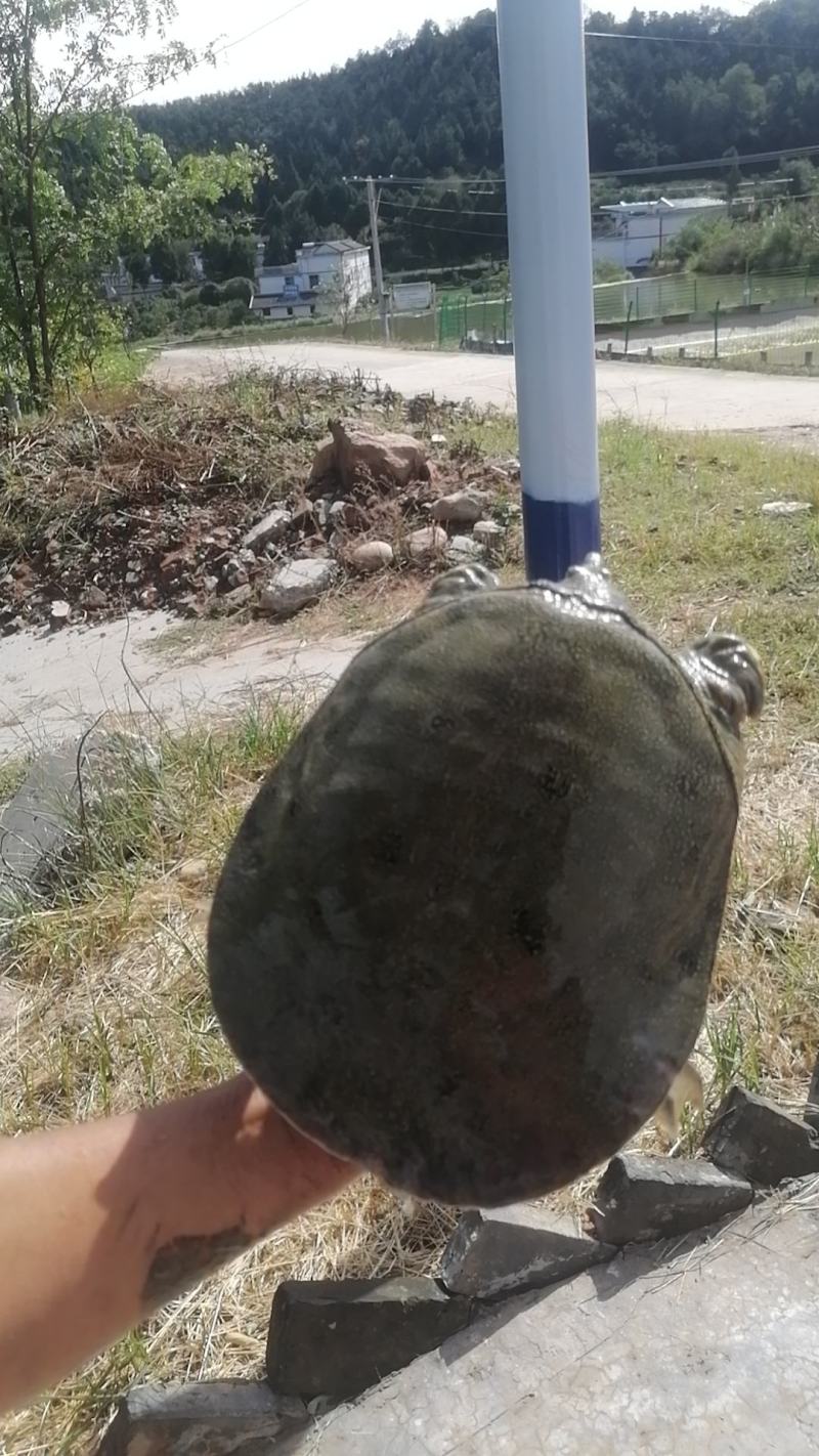 苍溪鳖，大量上市产地直发肉质鲜美价格实惠