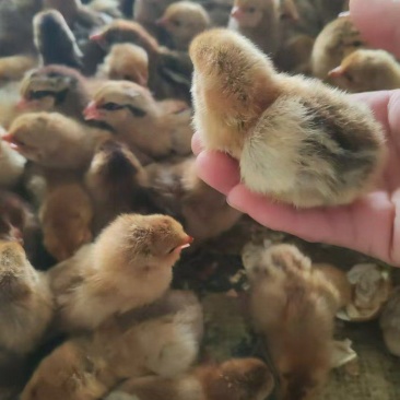厂家直销麻羽土鸡苗蛋鸡苗疫苗齐全质量保证顺丰发货