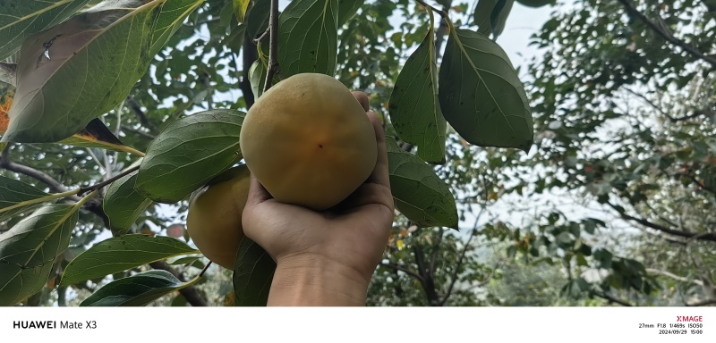 河北产区，磨盘柿子，需要老板联系，今年减产