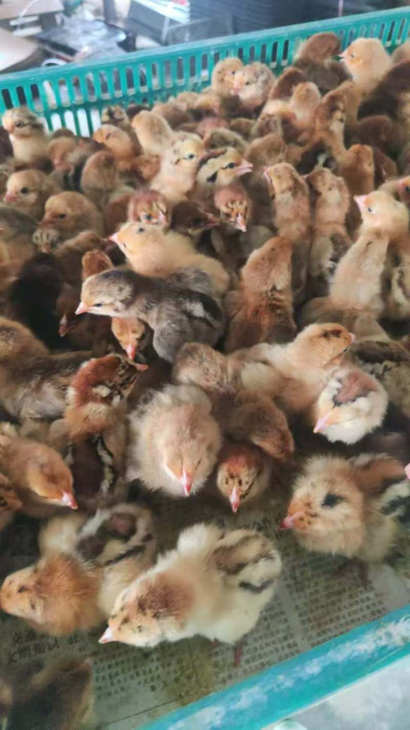 厂家直销麻羽土鸡苗蛋鸡苗疫苗齐全质量保证顺丰发货