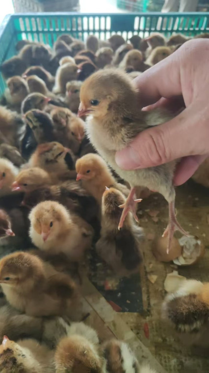 厂家直销麻羽土鸡苗蛋鸡苗疫苗齐全质量保证顺丰发货