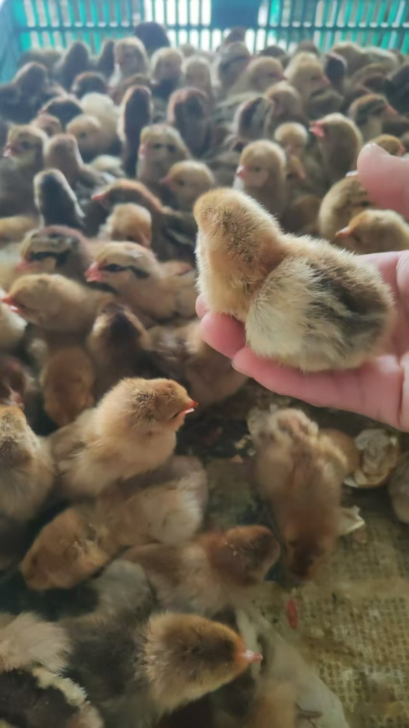 厂家直销麻羽土鸡苗蛋鸡苗疫苗齐全质量保证顺丰发货