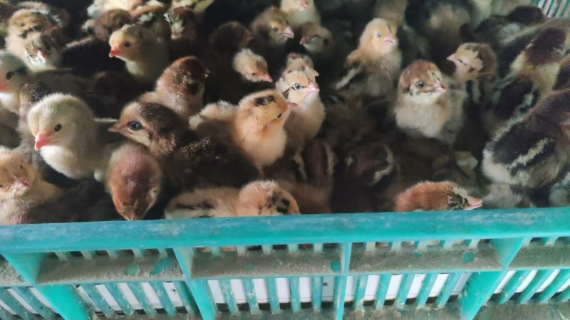 厂家直销麻羽土鸡苗蛋鸡苗疫苗齐全质量保证顺丰发货
