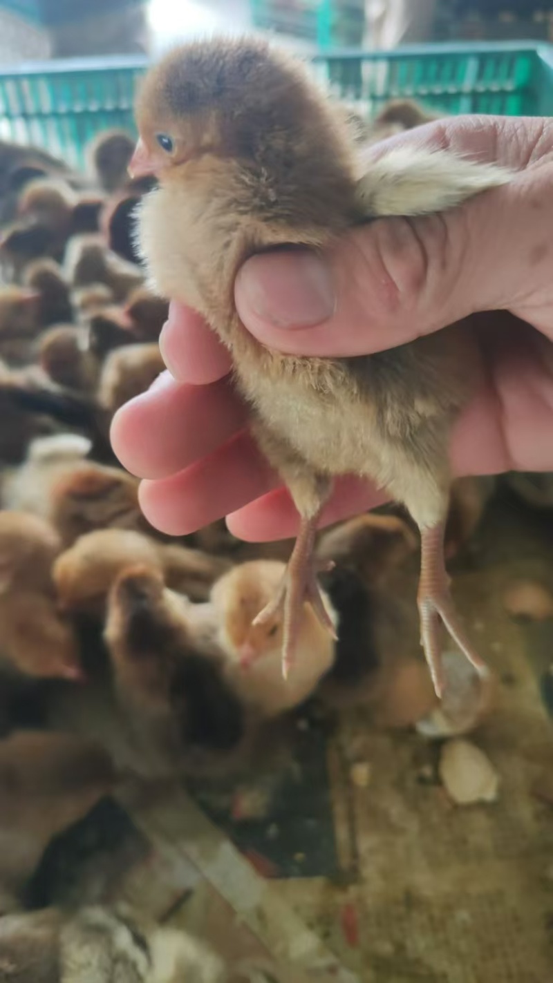 厂家直销麻羽土鸡苗蛋鸡苗疫苗齐全质量保证顺丰发货