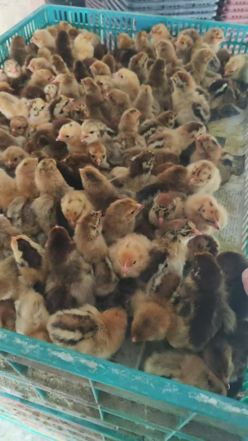 厂家直销麻羽土鸡苗蛋鸡苗疫苗齐全质量保证顺丰发货