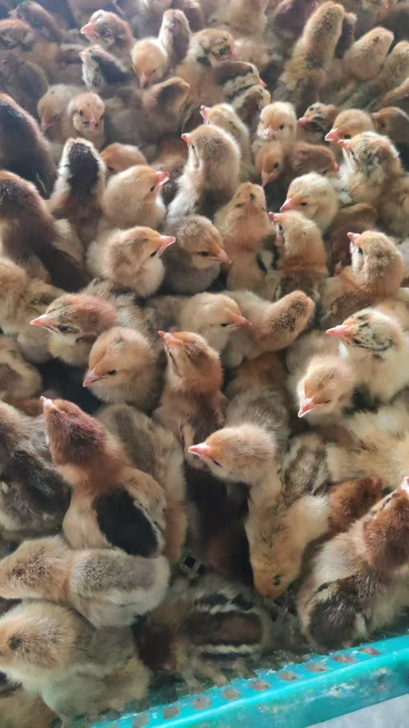 厂家直销麻羽土鸡苗蛋鸡苗疫苗齐全质量保证顺丰发货