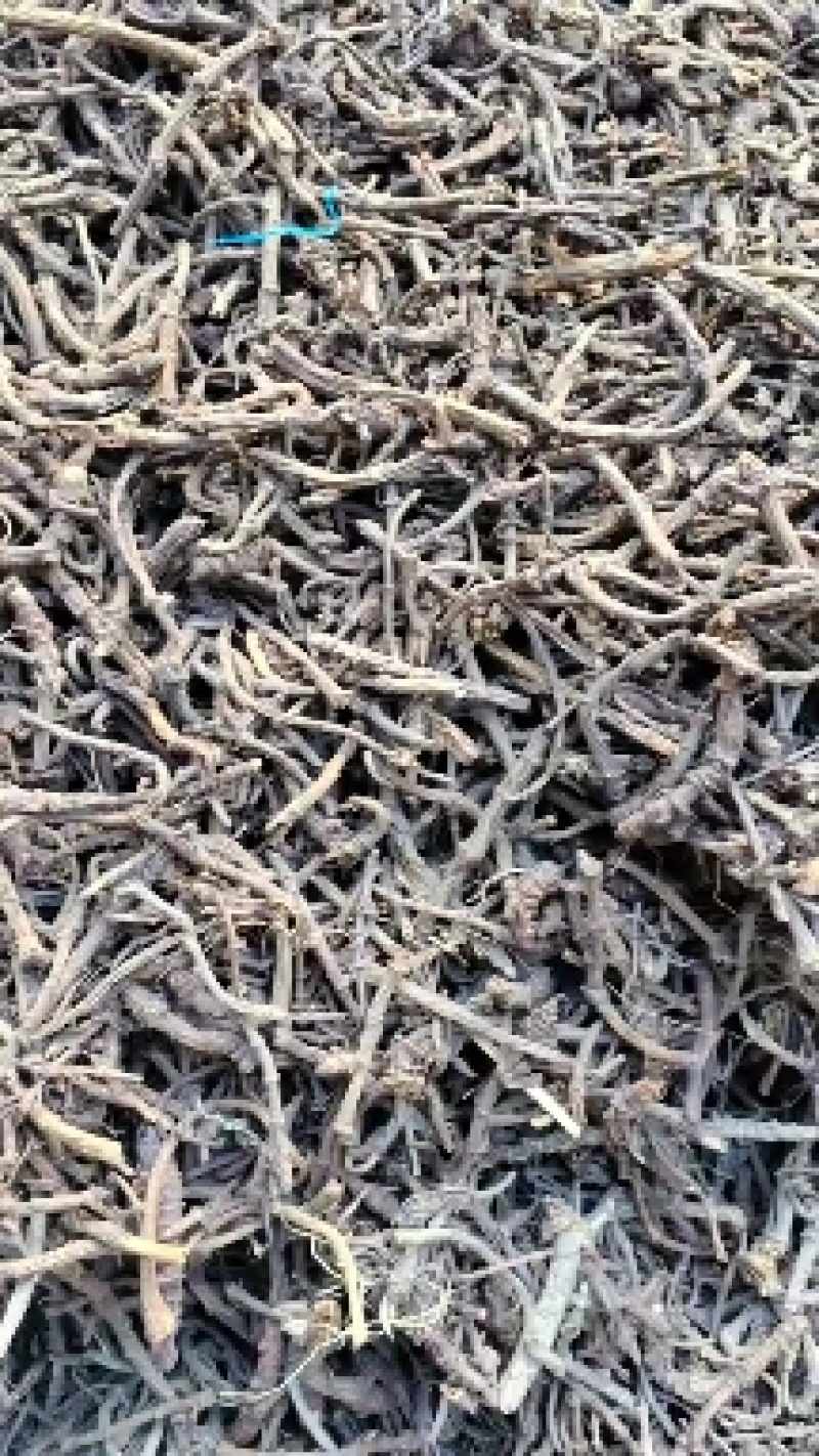 野生羌活产地直发质量保证支持视频看货